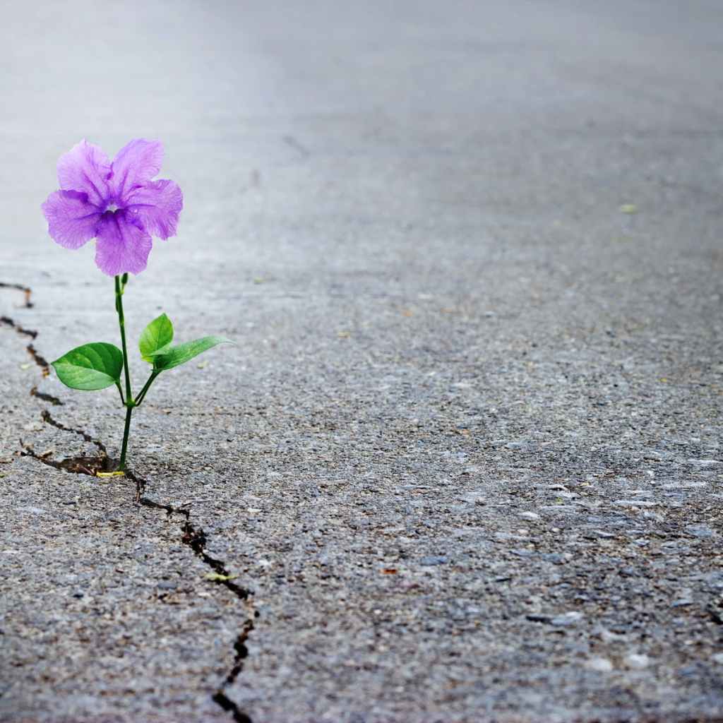 flower growing through crack  in concrete